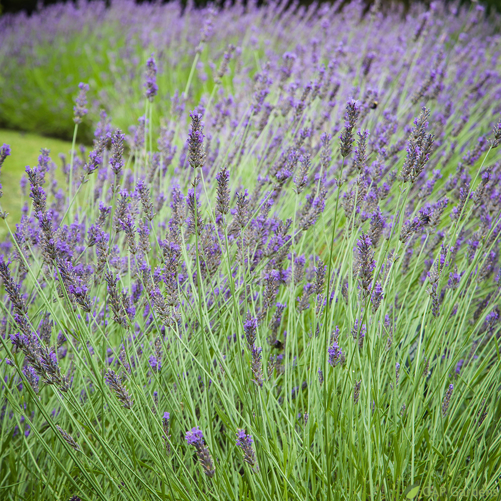 Lavandula 'phenomenal' : pot 5L