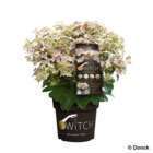Hydrangea paniculata 'Switch®Ophelia' - Pot 6L