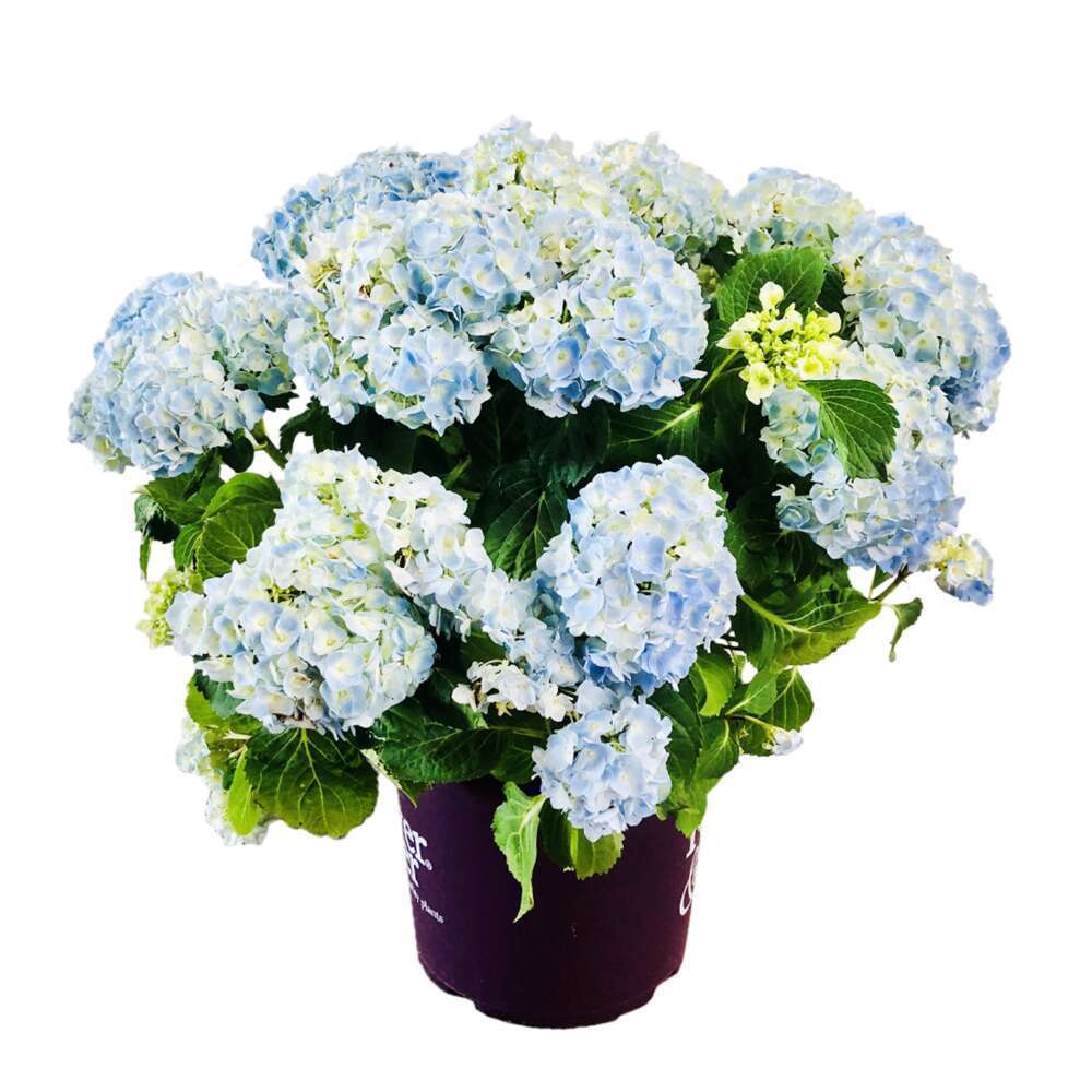 HYDRANGEA F.EVER AND EVERÂ® C12-(873210)