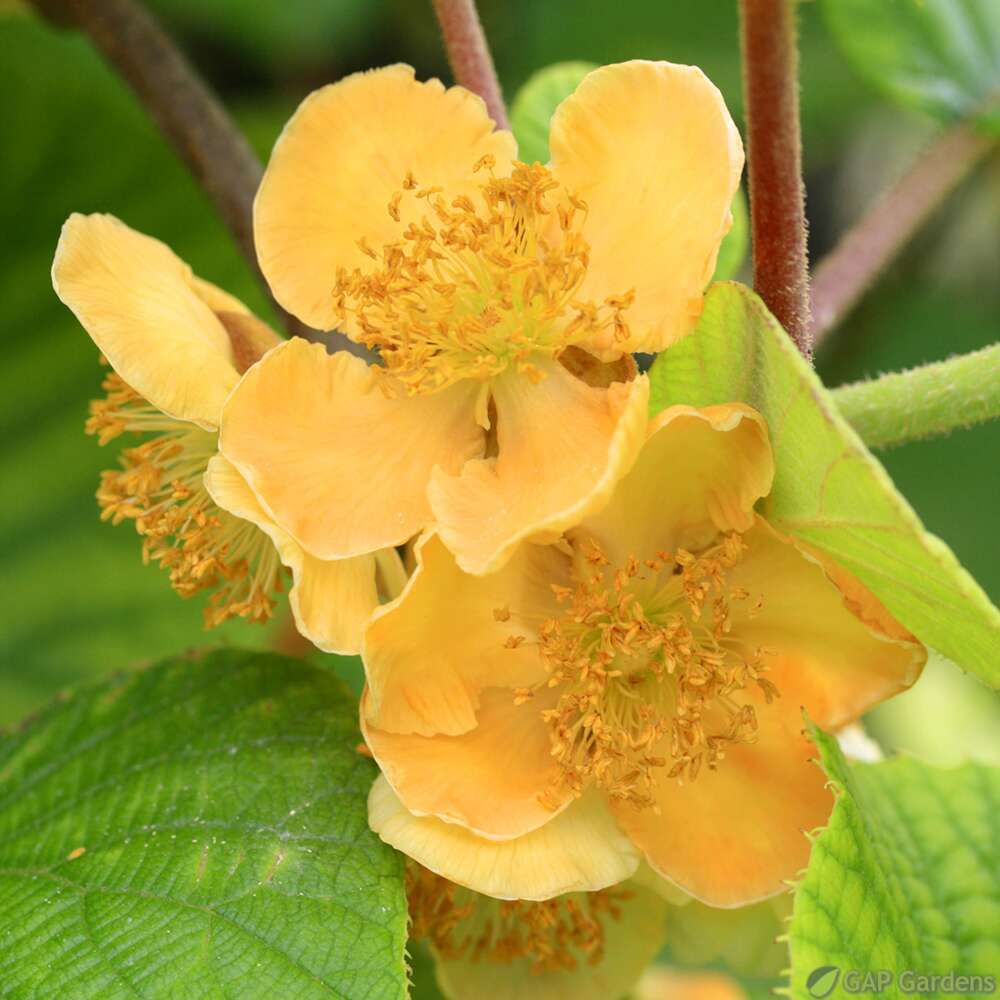 Actinidia deliciosa mâle Pot 3L