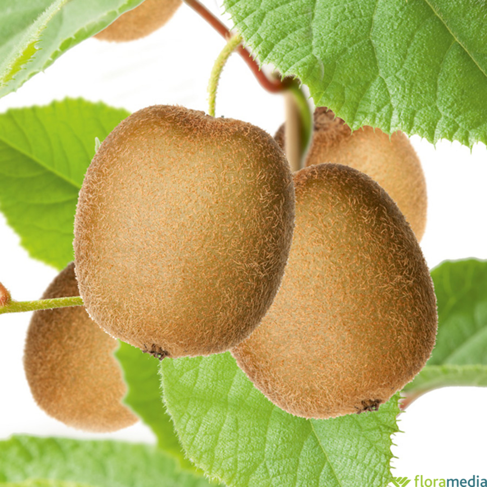 Kiwi chinensis 'Hayward' femelle 