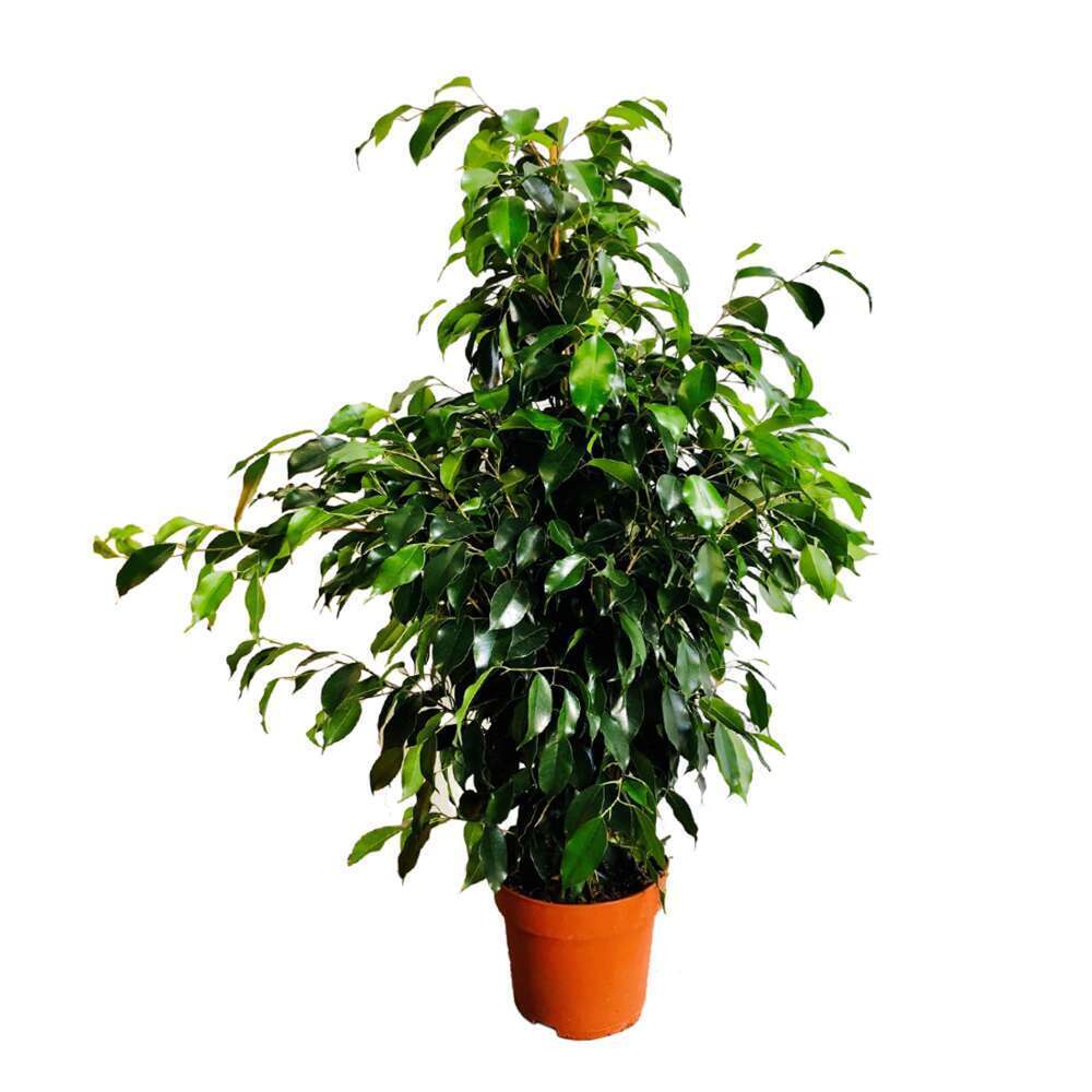 Ficus mix:H 100 cm pot D19 cm