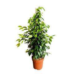Ficus mix:H 100 cm pot D19 cm