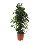 Ficus mix:H 100 cm pot D19 cm