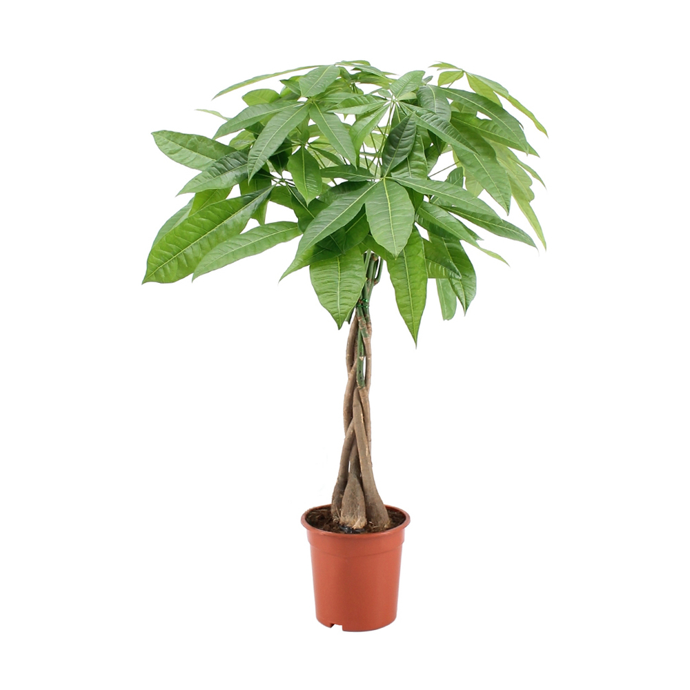 Pachira aquatica Tige tressÃ©e H80 x D19cm