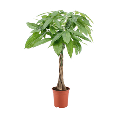 Pachira aquatica Tige tressée H80 x D19cm