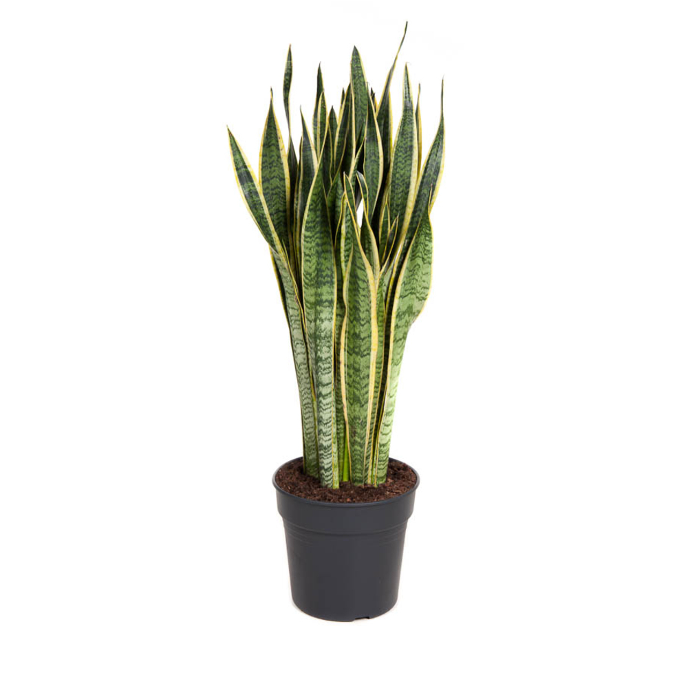 Sansevieria 'Laurentii' XXL:H120 cm pot D30 cm