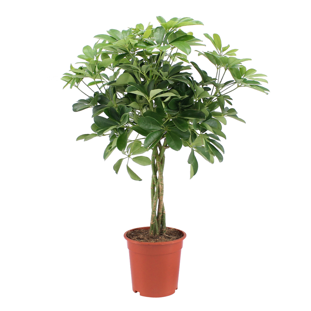 SCHEFFLERA NORA TT D19 H75-(873318)