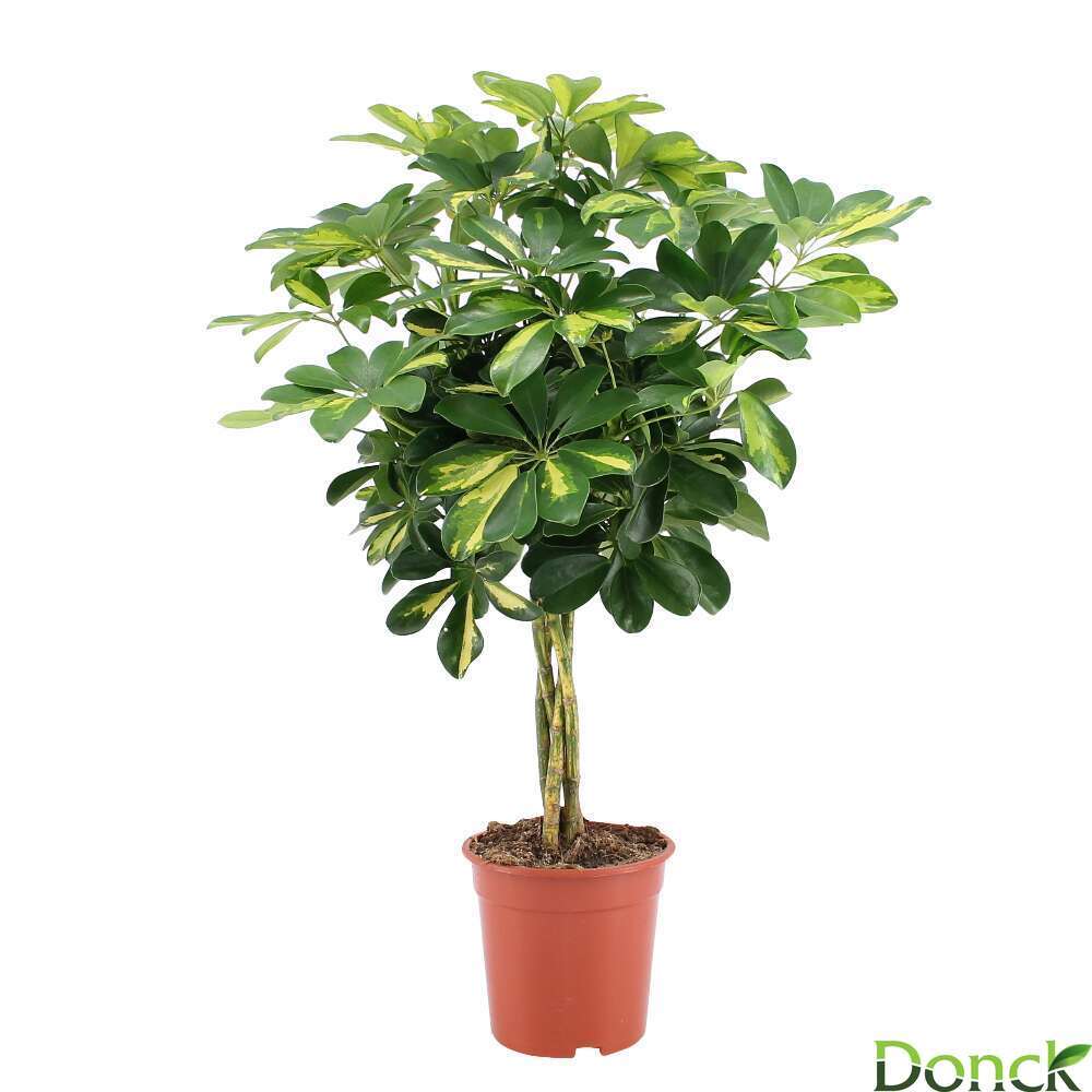 SCHEFFLERA GOLD CAPE TT D19H75-(873319)