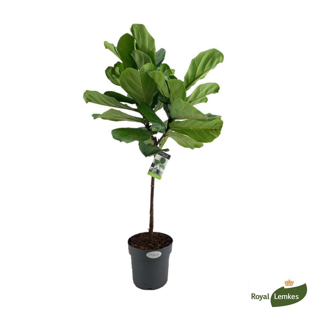 Ficus Lyrata sur tige H130cm
