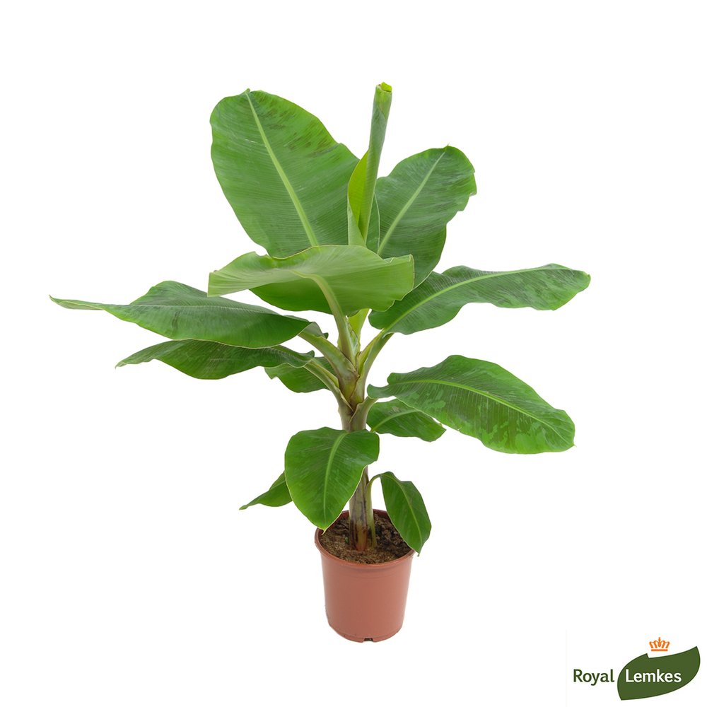 Musa Dwarf Cavendish' Pot D21xH100cm