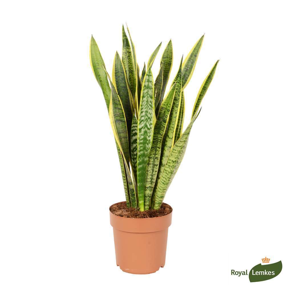 Sansevieria 'Laurentii':H55 cm pot D17 cm