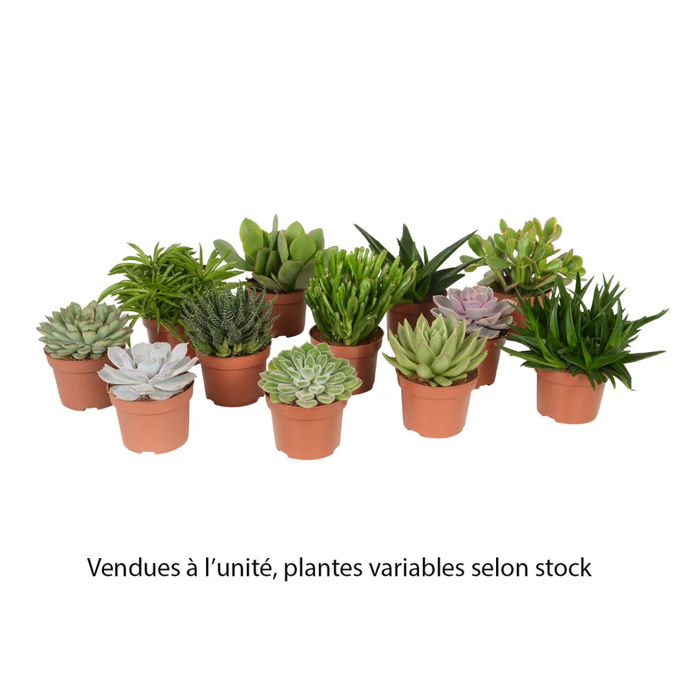 SUCCULENTE MIX D14H20-(873393)
