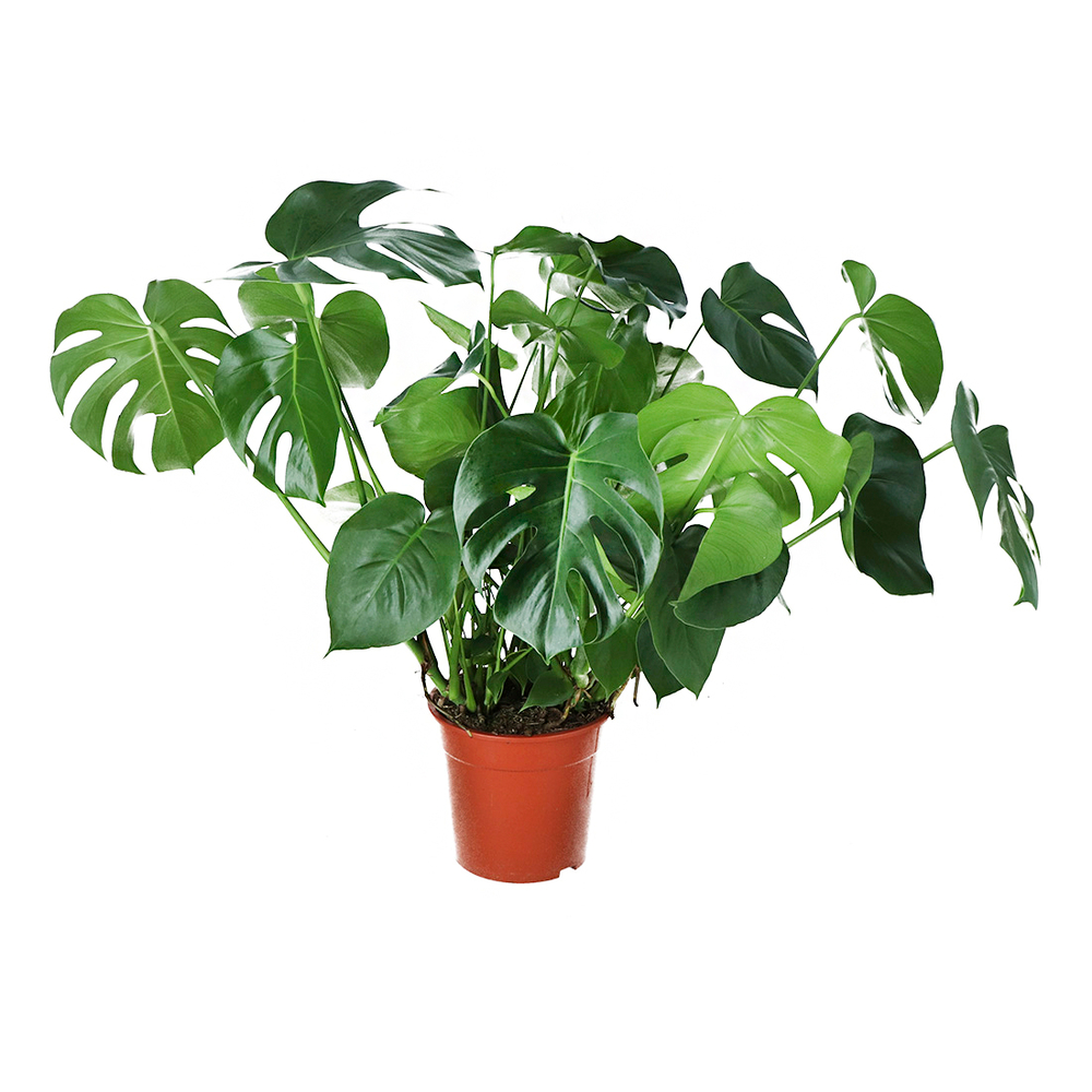 MONSTERA DELICIOSA D24 H80-(873394)