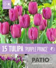 TULIPE TRIPH PURPLE PRINCE X15-(873516)