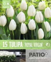 Bulbes de tulipes triples 'Royal Virgin' - x15