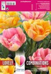 Bulbes de tulipes doubles orange et rose - x12