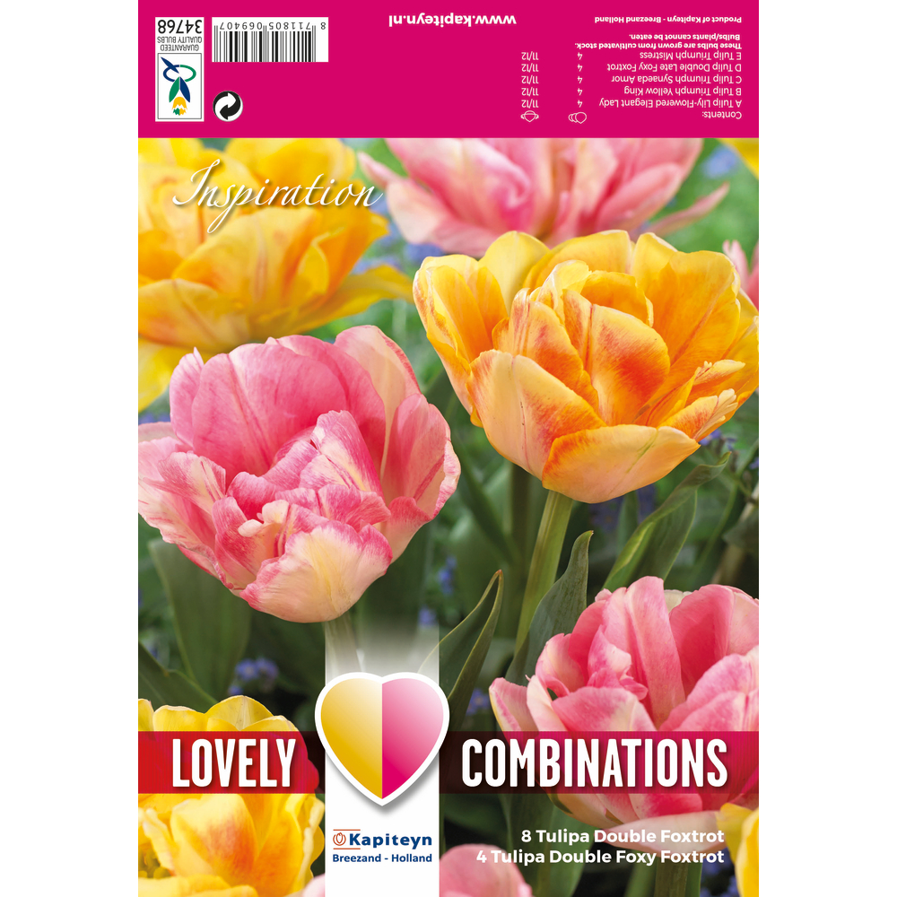 COMBI TULI DBL ORA ROSE X12-(873558)