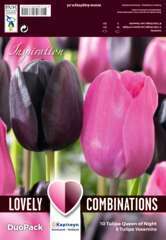 Bulbes de tulipes doubles noires et rose - x15