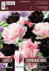 Bulbes de tulipes doubles noirs et rose - x12