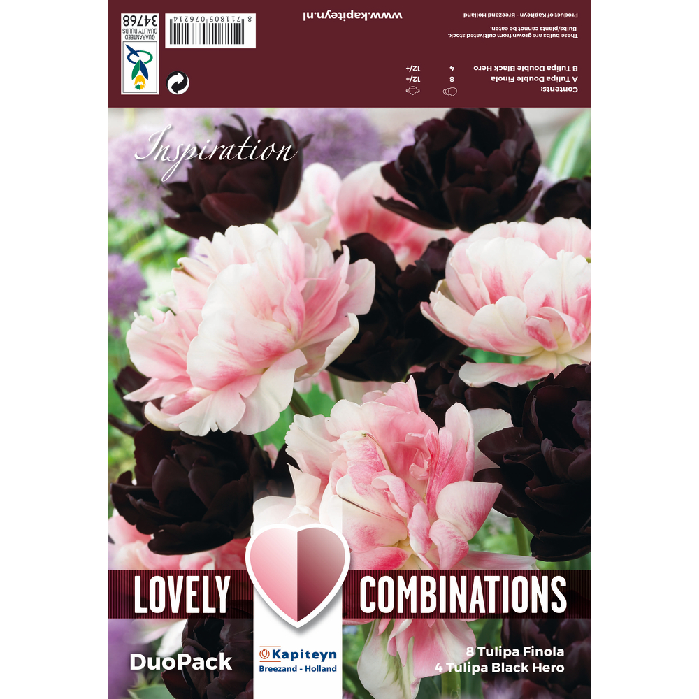 COMBI TULI DBL NOIR ROSE X12-(873567)