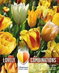 Bulbes de tulipes combi 'Sunny Delight' - x15