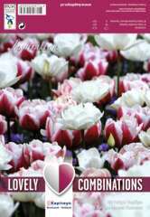 Bulbes de tulipes combi doubles rouge et blanc - x15