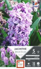 JACINTHE BR CORNELIA 15/+X5-(873618)
