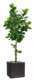 Ficus Lyrata Artificiel en pot Figuier factice H 210 cm D 100 cm
