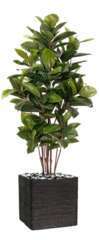 Ficus Robusta Artificiel tronc PE en pot, H 150 cm D 85 cm Vert