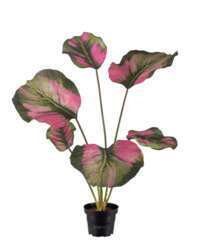 Calathea artificielle en pot, grandes feuilles, H 55 cm Vert-rose