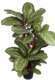Maranta plante artificielle en pot H 104 cm tres dense feuillage tissu