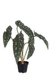 Begonia Maculata artificiel en pot, 5 feuilles panachées, H 35 cm