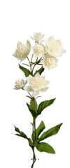 Astrance fleur artificiellel H 50 cm 8 fleurs 2 ramures, Crème