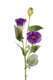 Lisianthus artificiel en tige H 70 cm D 18 cm 3 fleurs, Lavande