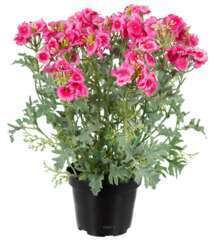 Verveine fleurie artificielle et feuillage en pot, H 28 cm, Rose
