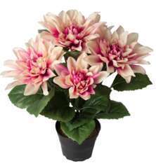 Dalhia commun artificiel en pot, 5 fleurs, H 30 cm Rose-crème
