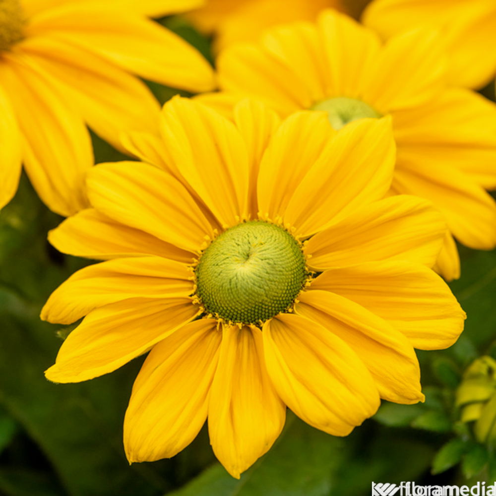 Rudbeckia sunbeckia ®'Ophelia' : pot 2L