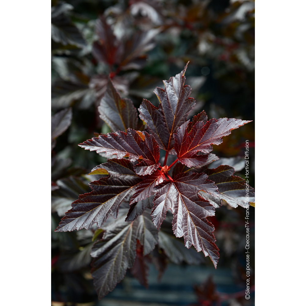 Physocarpus 'Black Light®' : pot 4,5L