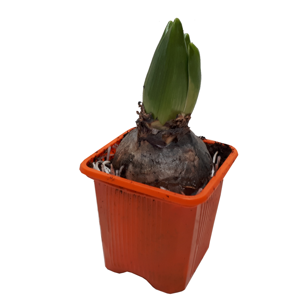 Jacinthe orange : godet