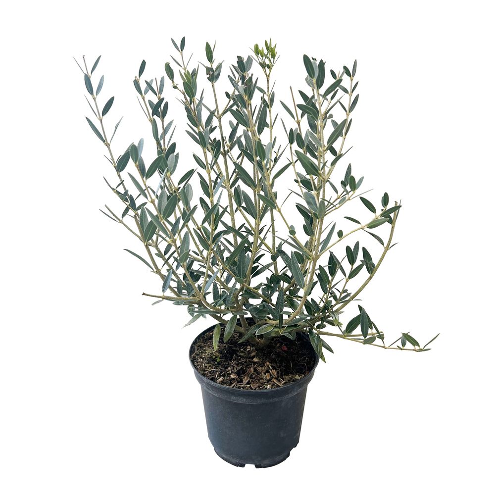 Phillyrea angustifolia : pot 4L