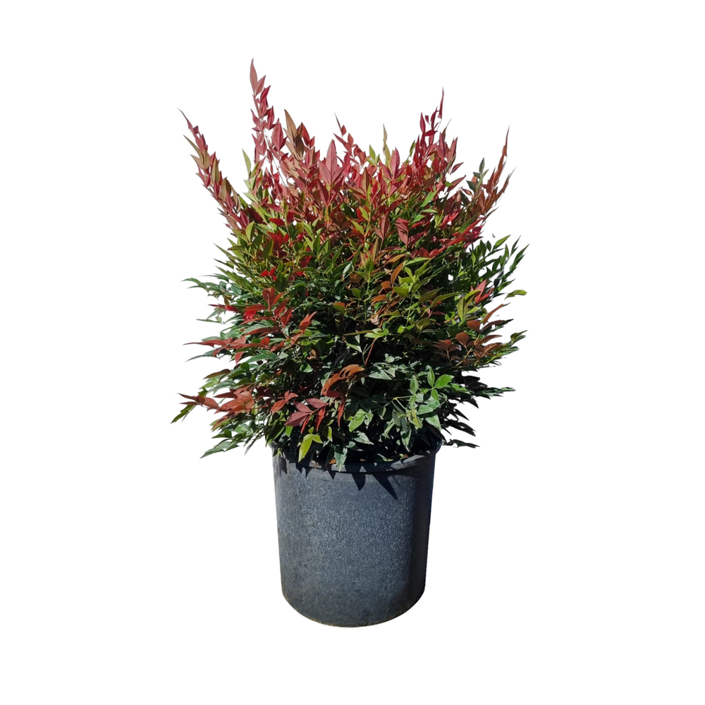 Nandina 'Obsessed Seika' : pot 10L