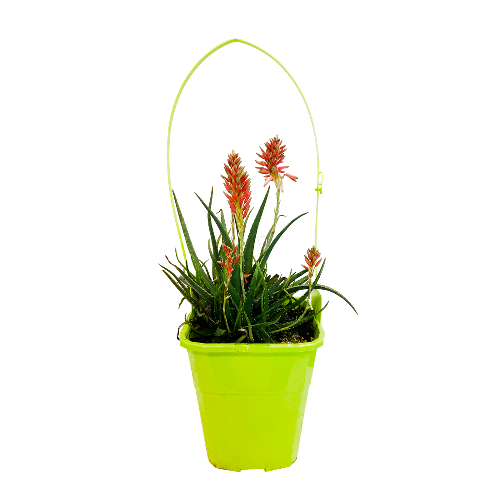 Aloe safari 'Sunrise' pot 4 litres