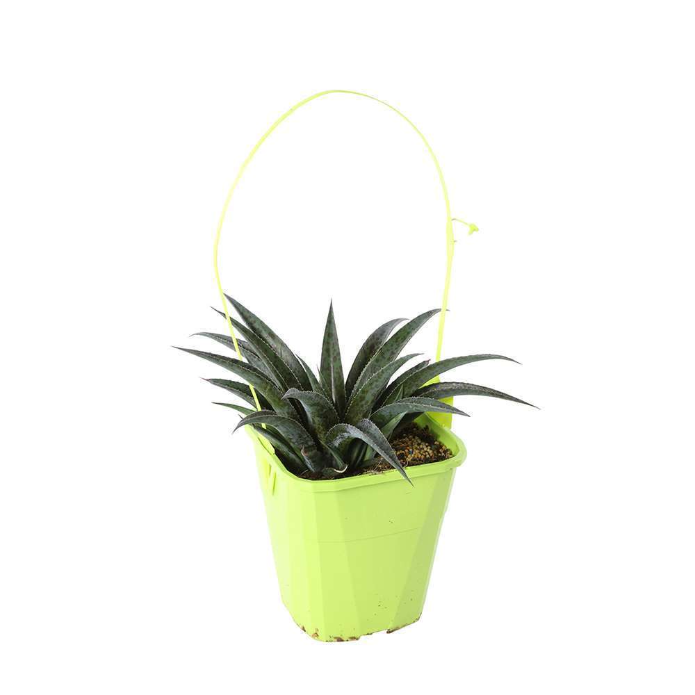 Mangave collection:pot 4L