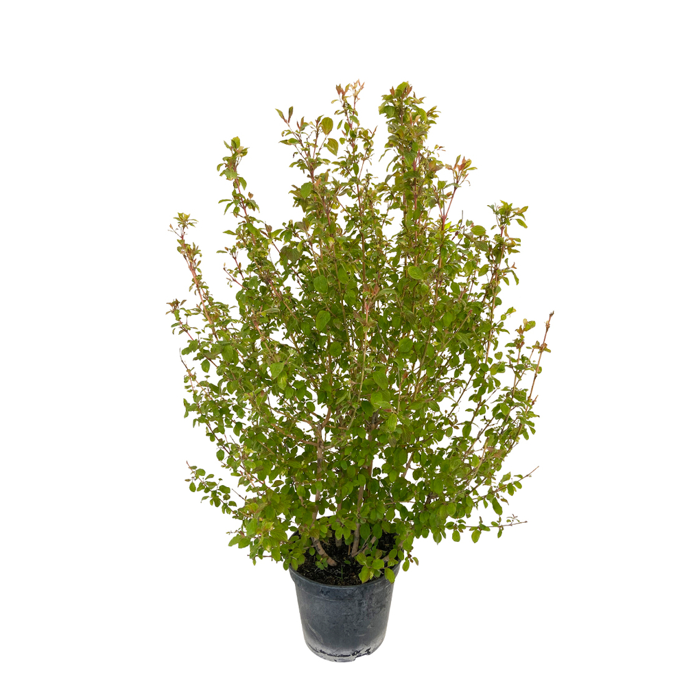 Cornus sanguinea 'Mid Winter Fire' Pot 15L