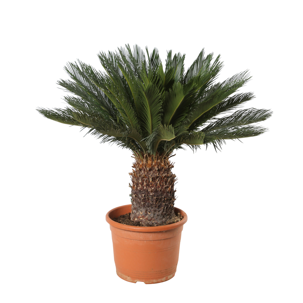 Cycas revoluta : pot de15 L - H. 20/35 cm