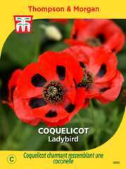 COQUELICOT LADYBIRD-(906085)