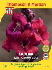 Muflier mini cherry cola