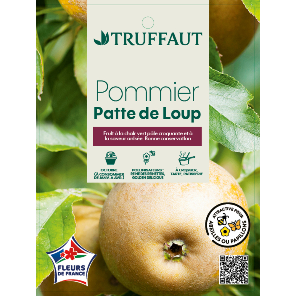 Pommier 'Patte de loup':gobelet 3 ans prêt à planter.