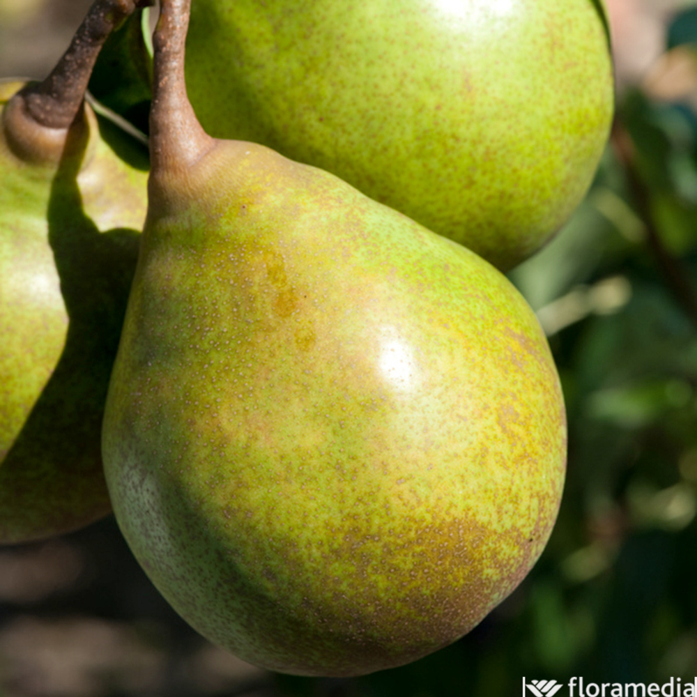 POIR.B.SUPERFIN GOB.PAP-(906201)